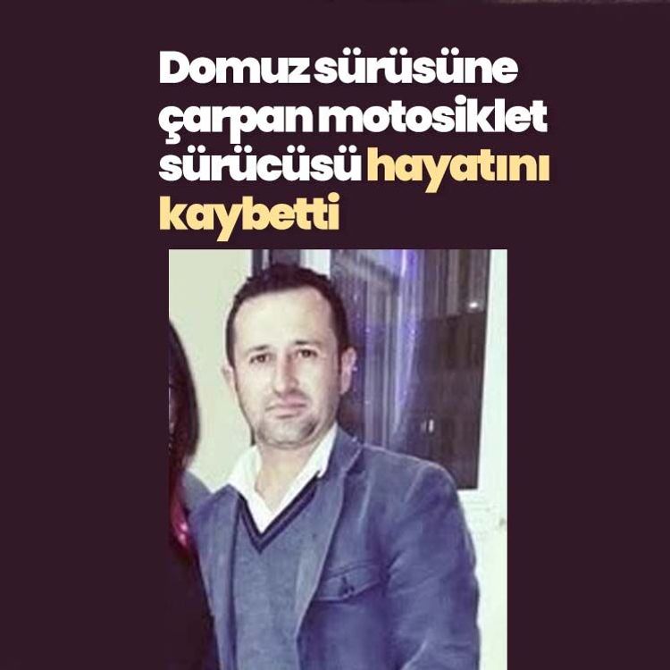 Domuz sürüsüne çarpan motosiklet sürücü hayatını kaybetti