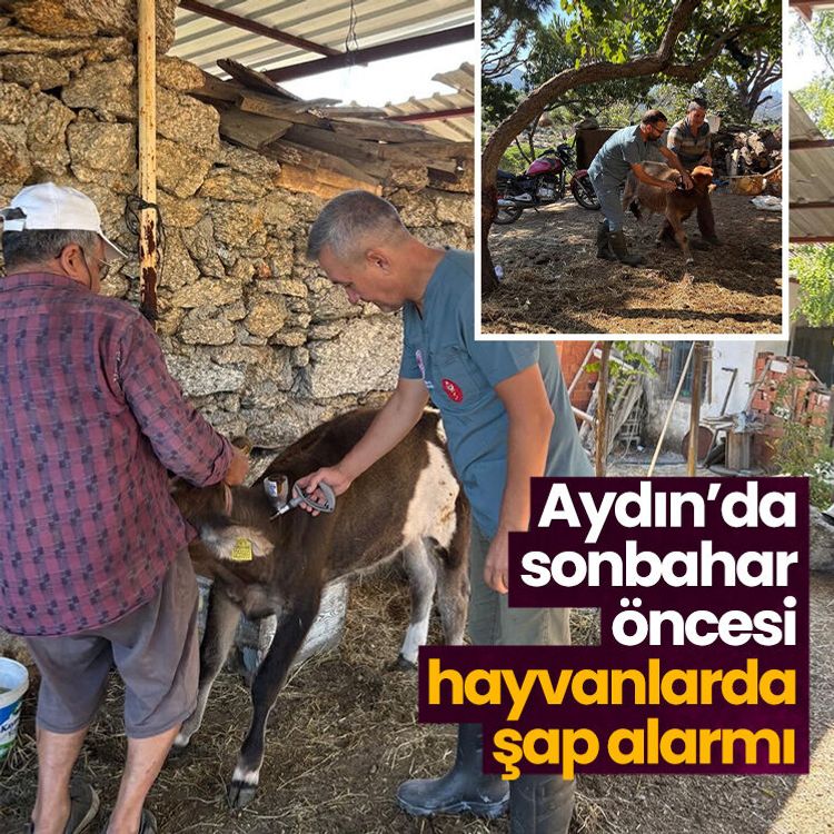Aydın’da sonbahar öncesi hayvanlarda şap alarmı