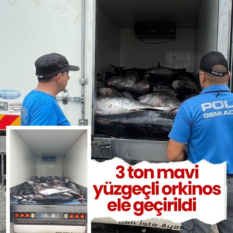 3 ton mavi yüzgeçli orkinos ele geçirildi