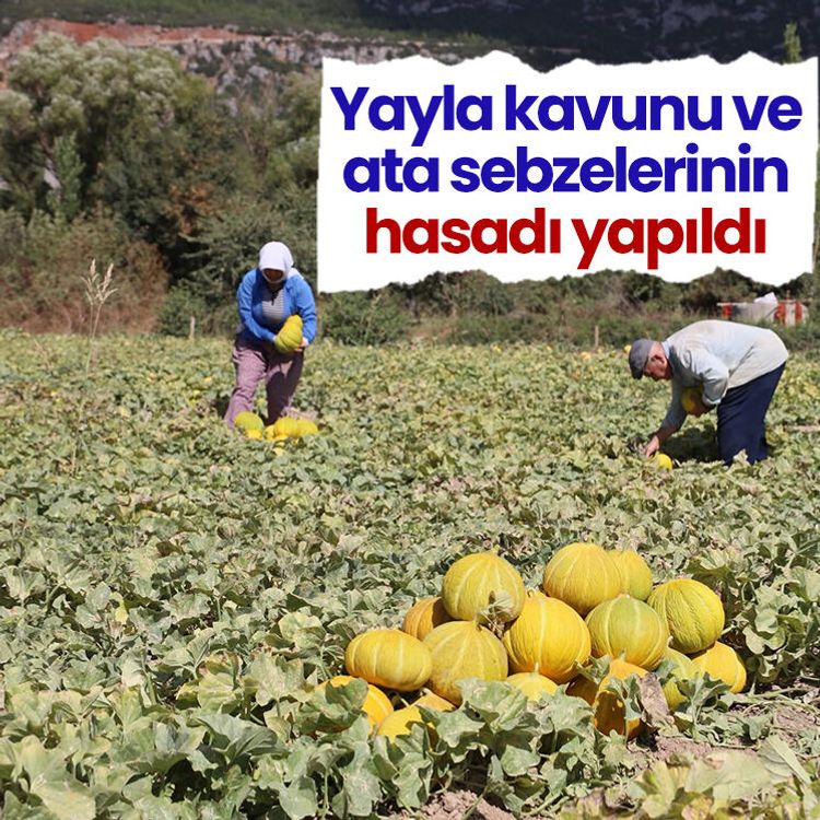 Yayla kavunu ve ata sebzelerinin hasadı yapıldı