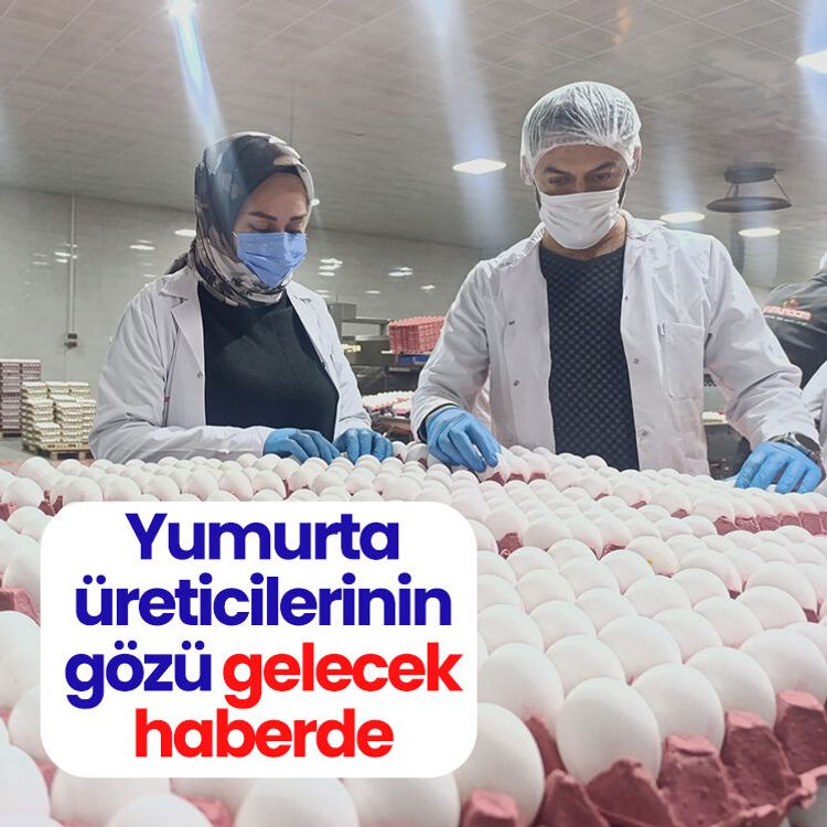 Yumurta üreticilerinin gözü gelecek haberde