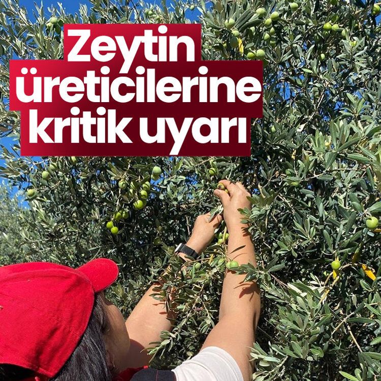 Zeytin üreticilerine kritik uyarı