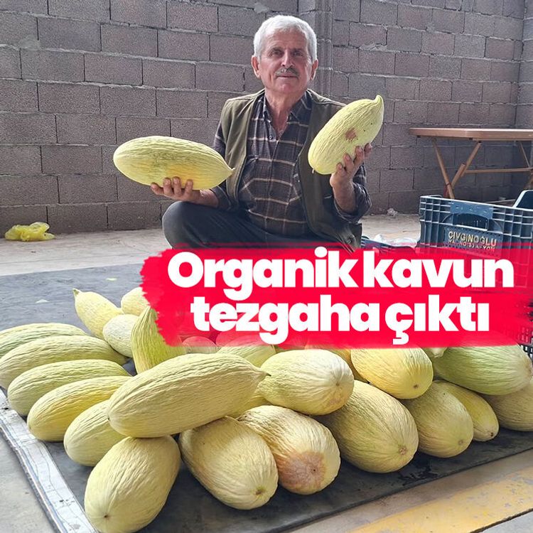Organik kavun tezgaha çıktı