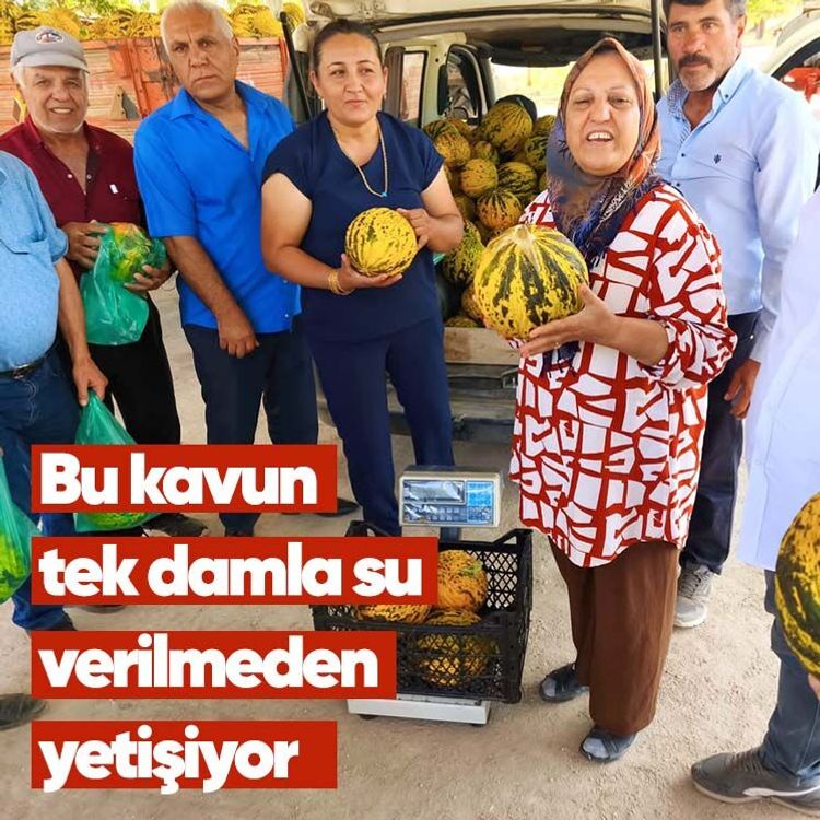 Bu kavun tek damla su verilmeden yetişiyor