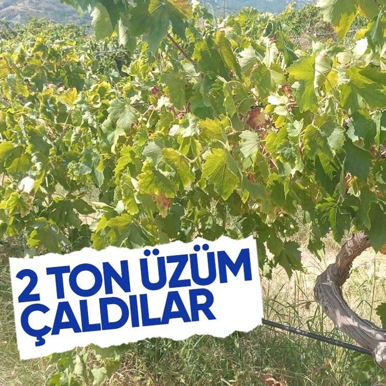 2 ton üzüm çaldılar