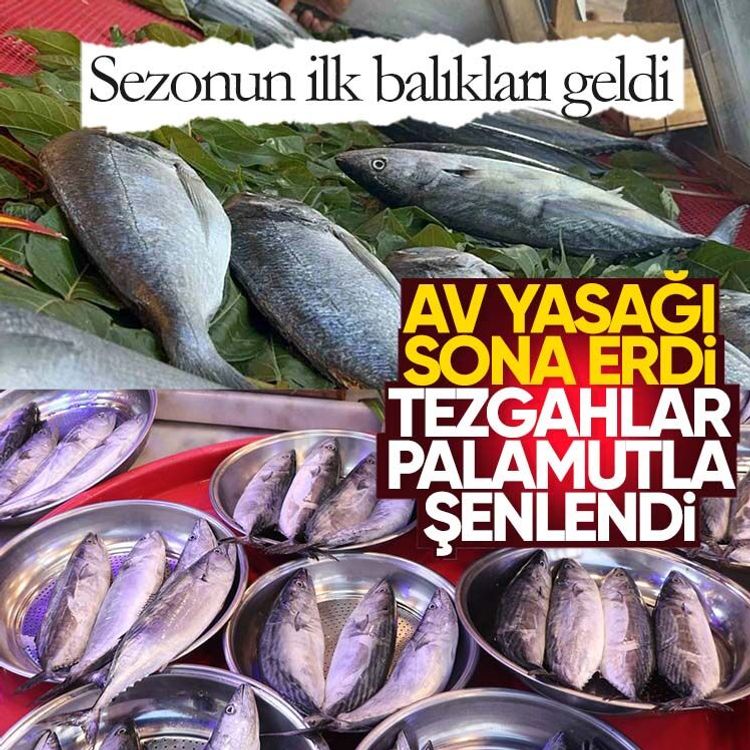Av yasağı sona erdi, tezgahlar palamutla şenlendi! Sezonun ilk balıkları geldi