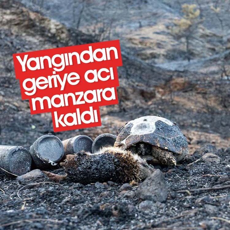 Yangından geriye acı bir manzara kaldı