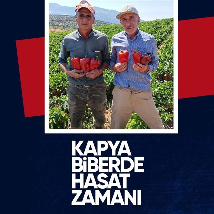 Kapya biberde hasat zamanı