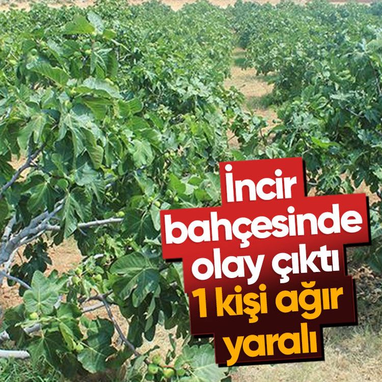İncir bahçesinde olay çıktı, 1 kişi ağır yaralı