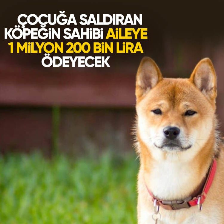 Çocuğa saldıran köpeğin sahibi aileye 1 milyon 200 bin lira ödeyecek