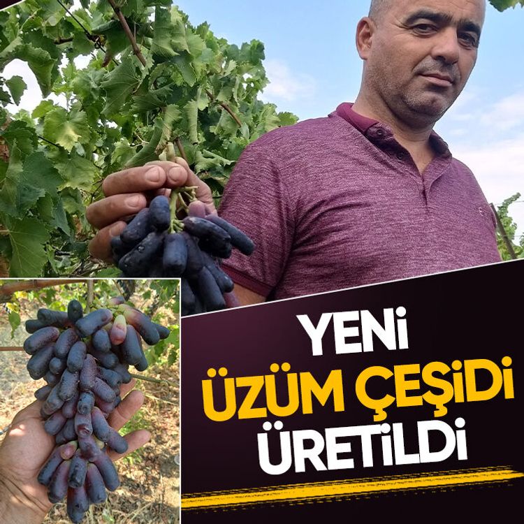 Yeni üzüm çeşidi üretildi