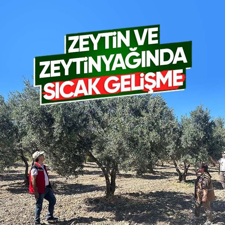 Zeytin ve zeytinyağında sıcak gelişme
