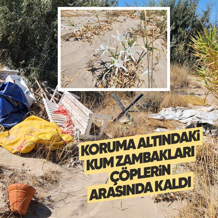 Koruma altındaki kum zambakları çöplerin arasında kaldı