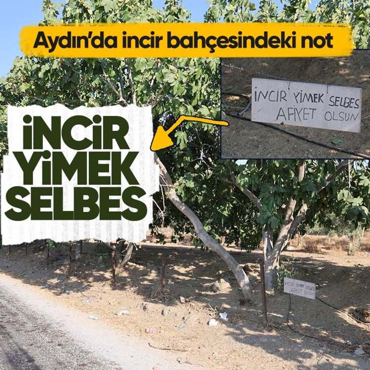 Aydın’da incir bahçesindeki not: İncir yimek selbes