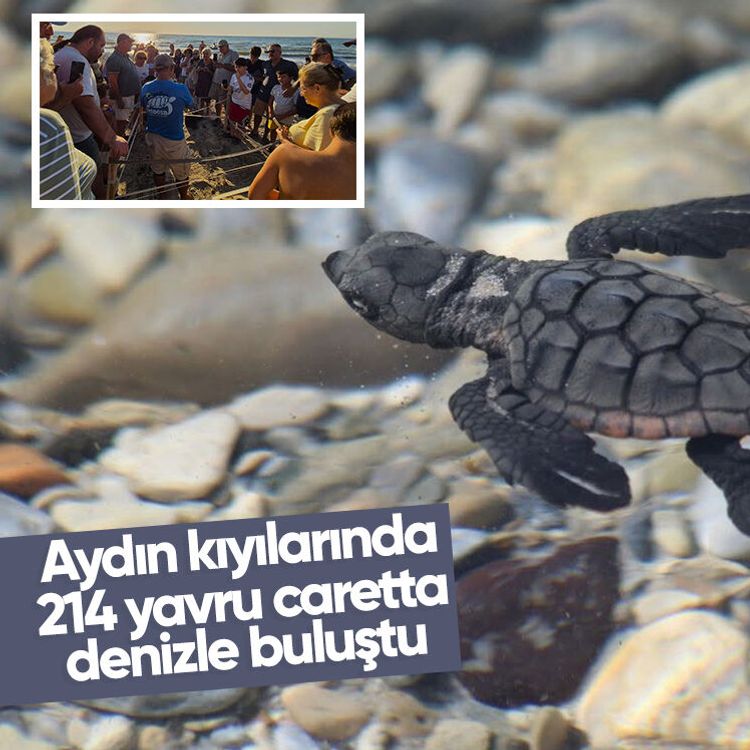 Aydın kıyılarında 214 yavru caretta denizle buluştu
