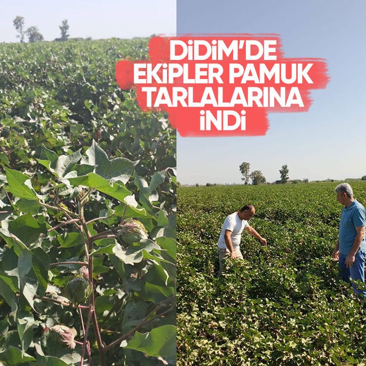 Didim’de ekipler pamuk tarlalarına indi
