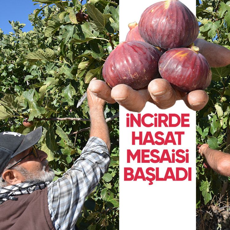 İncirde hasat mesaisi başladı
