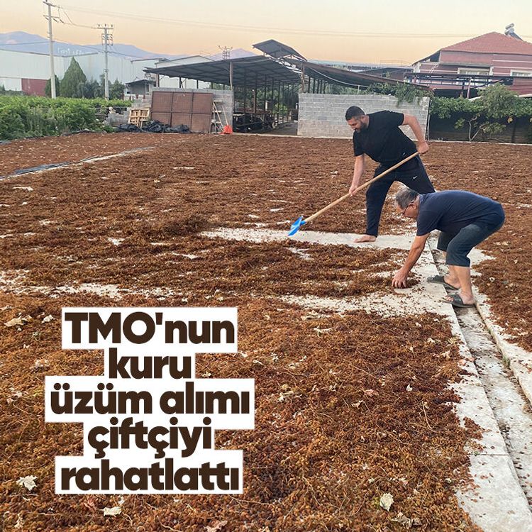 TMO'nun kuru üzüm alımı çiftçiyi rahatlattı