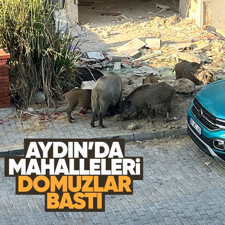 Aydın’da mahalleleri domuzlar bastı