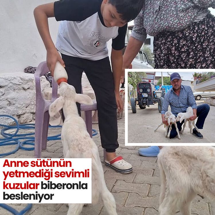Anne sütünün yetmediği sevimli kuzular biberonla besleniyor