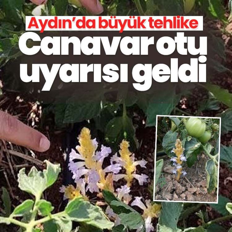 Aydın’da büyük tehlike.. Canavar otu uyarısı geldi