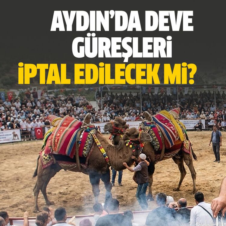 Aydın’da deve güreşleri iptal edilecek mi?