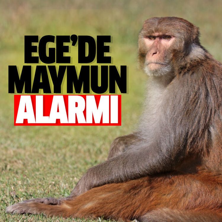 Ege’de maymun alarmı