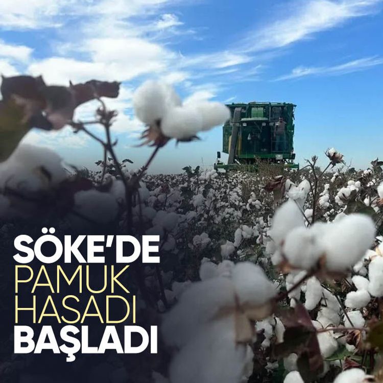 Söke’de pamuk hasadı başladı