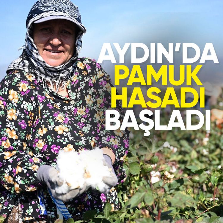 Aydın’da pamuk hasadı başladı