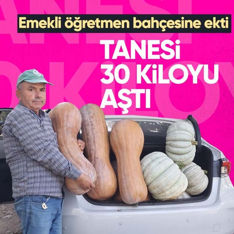 Emekli öğretmen bahçesine ekti, tanesi 30 kiloyu aştı