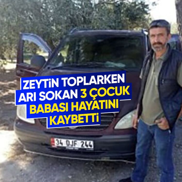 Zeytin toplarken arı sokan 3 çocuk babası hayatını kaybetti