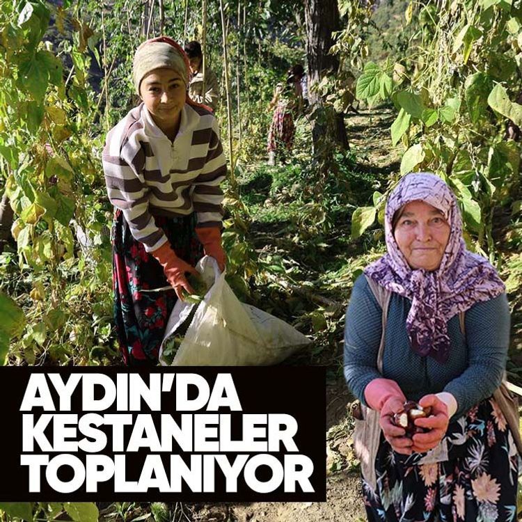 Aydın’da kestaneler toplanıyor
