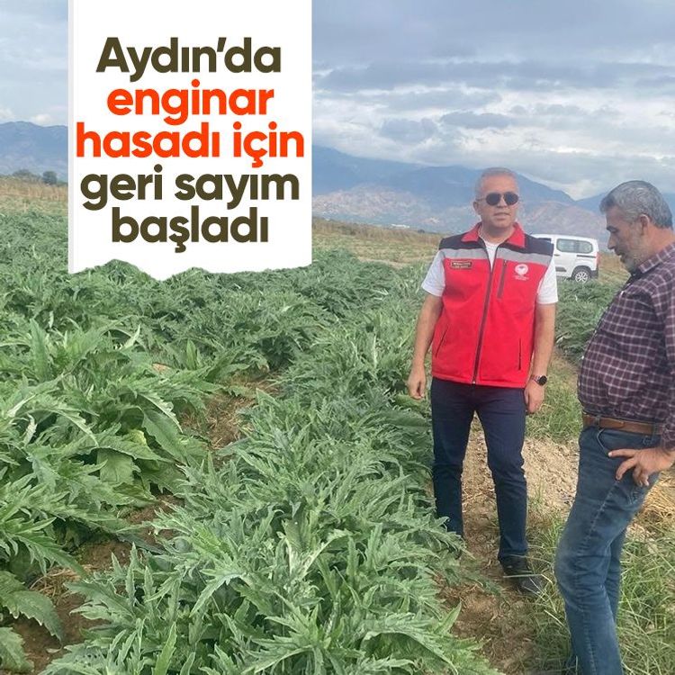 Aydın’da enginar hasadı için geri sayım başladı