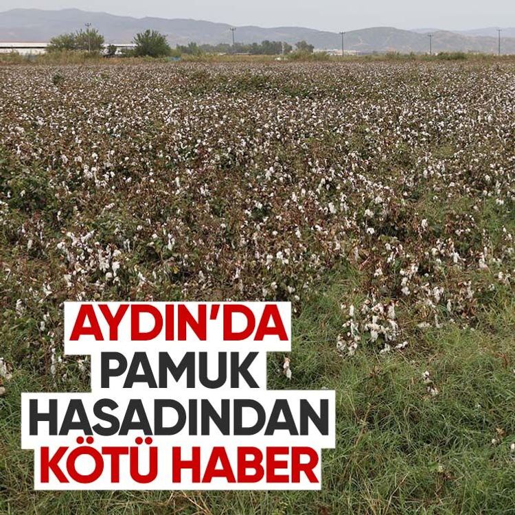 Aydın’da pamuk hasadından kötü haber