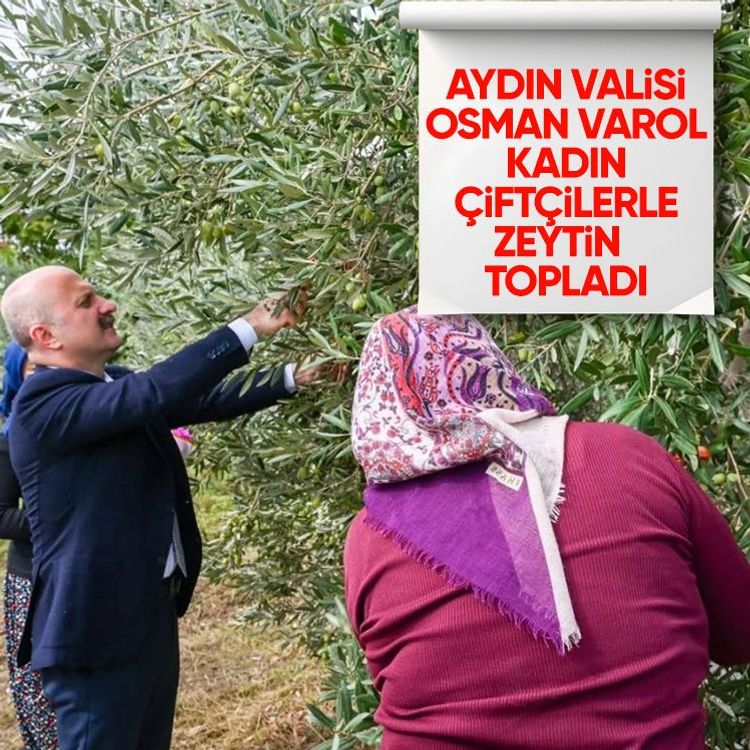 Aydın Valisi Osman Varol kadın çiftçilerle zeytin topladı