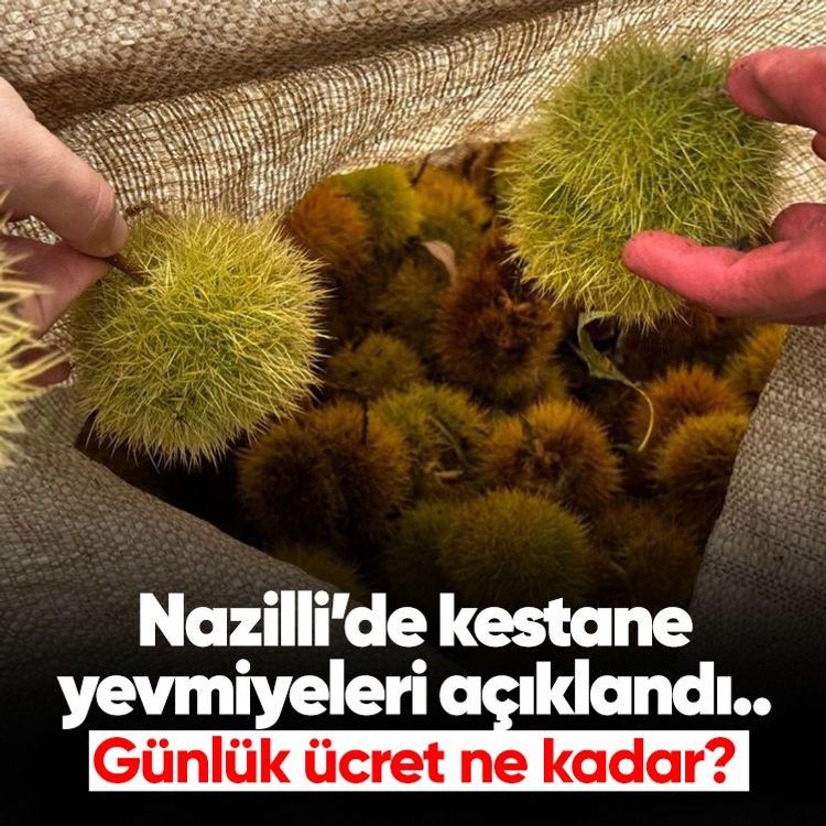 Nazilli’de kestane yevmiyeleri açıklandı.. Günlük ücret ne kadar?