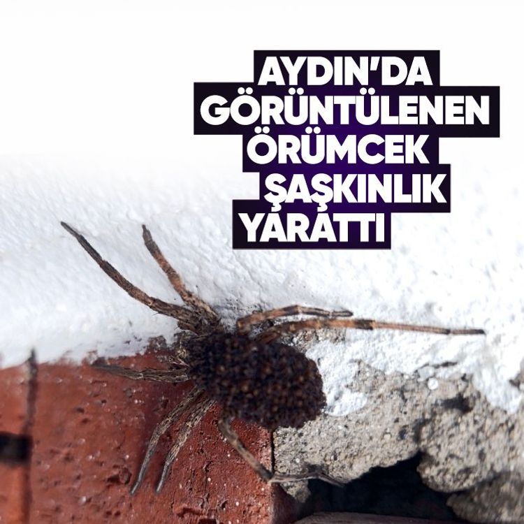 Aydın’da görüntülenen örümcek şaşkınlık yarattı