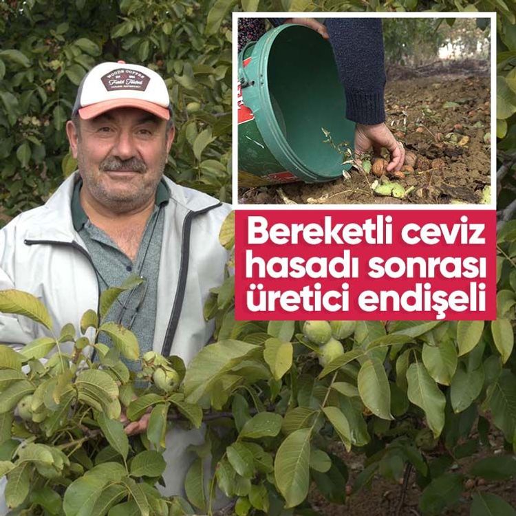 Bereketli ceviz hasadı sonrası üretici endişeli