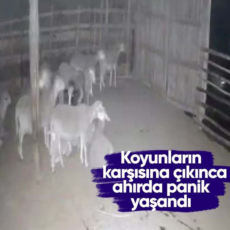 Koyunların karşısına çıkınca ahırda panik yaşandı
