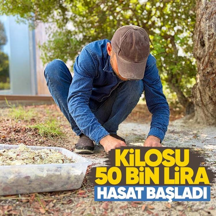 Hasat başladı, kilosunu 50 bin liradan satılıyor
