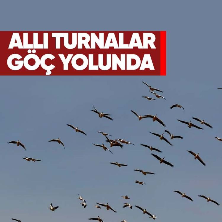 Allı turnalar göç yolunda