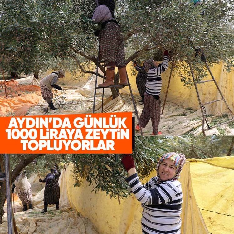 Aydın’da günlük 1000 liraya zeytin topluyorlar