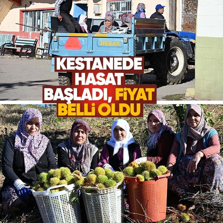 Kestanede hasat başladı, fiyat belli oldu