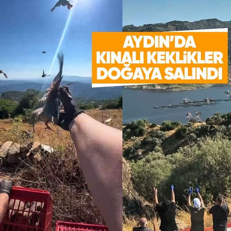 Aydın’da kınalı keklikler doğaya salındı