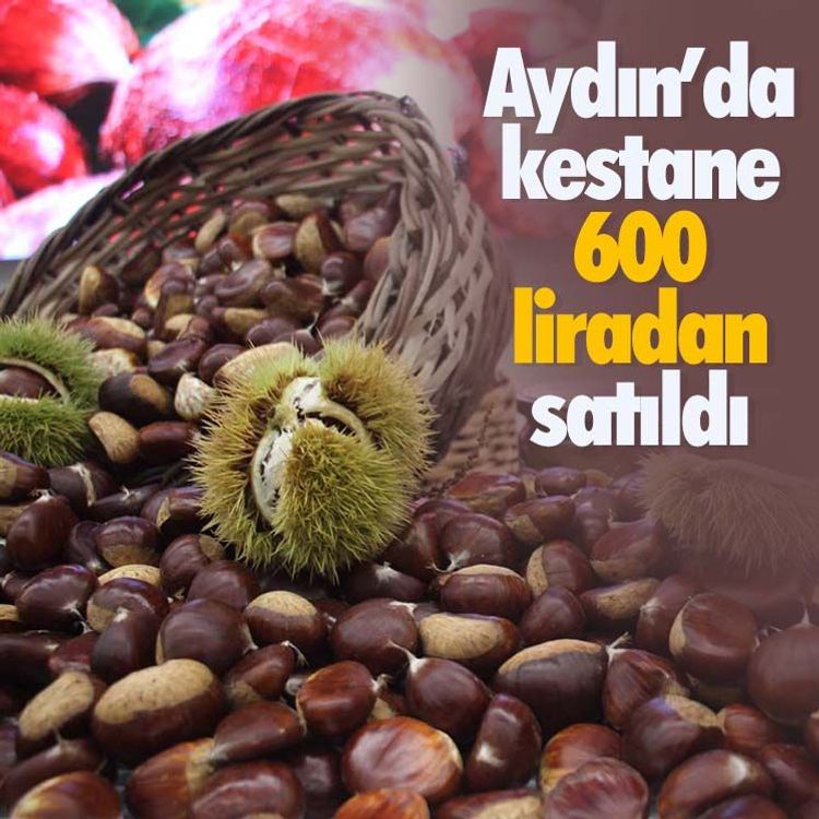 Aydın’da kestane 600 liradan satıldı