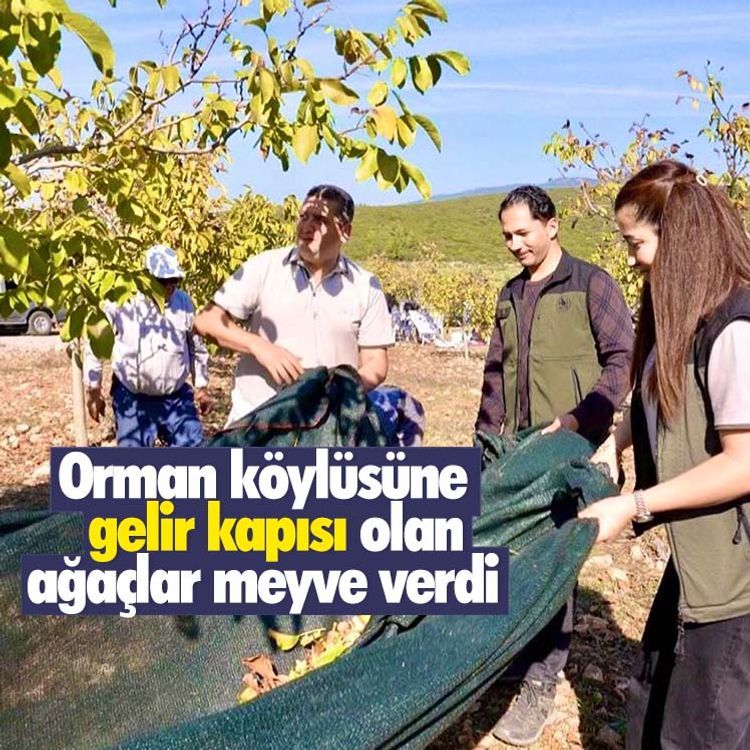Orman köylüsüne gelir kapısı olan ağaçlar meyve verdi