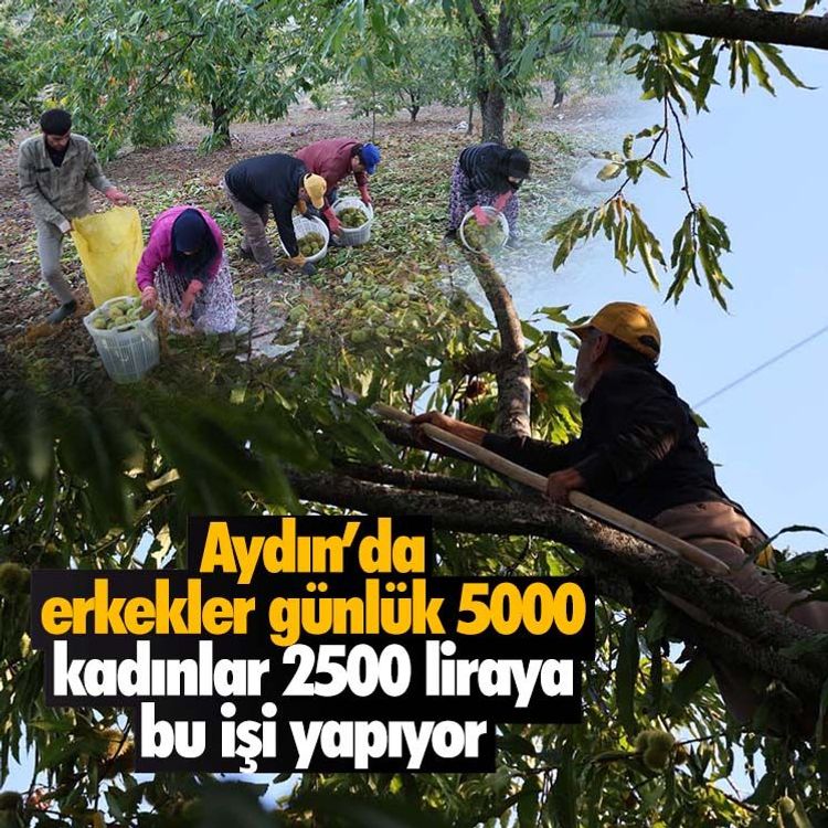 Aydın’da erkekler günlük 5000, kadınlar 2500 liraya bu işi yapıyor