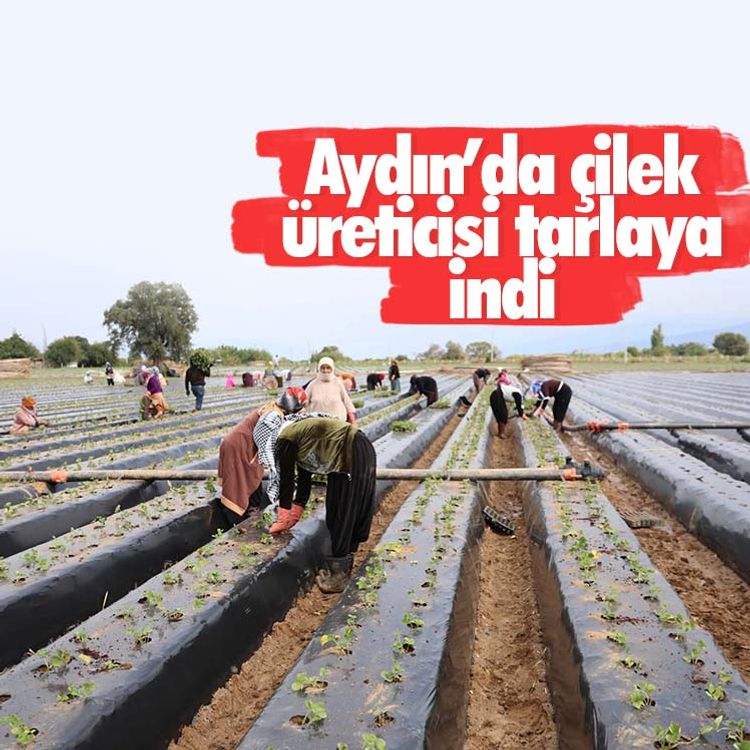 Aydın’da çilek üreticisi tarlaya indi
