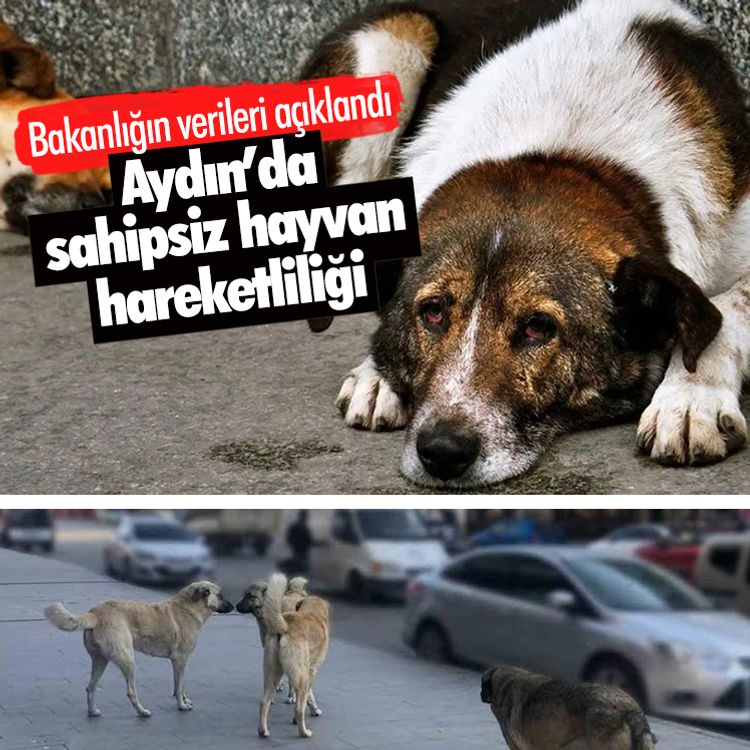 Aydın’da sahipsiz hayvan hareketliliği.. Bakanlığın verileri açıklandı