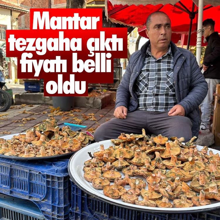Mantar tezgaha çıktı, fiyatı belli oldu